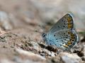 Plebejus carmon (Doğulu Esmergöz)